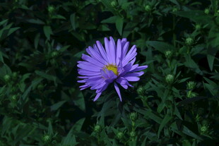 紫菀  