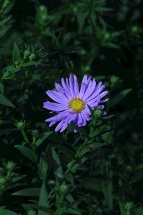紫菀 