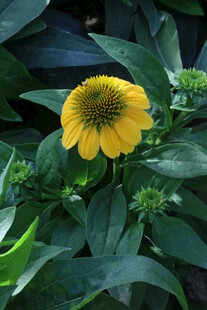 松果菊  
