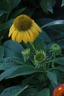 松果菊  