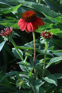 松果菊  
