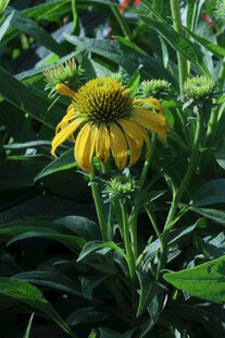 松果菊  