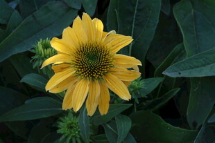 松果菊 