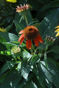 松果菊  