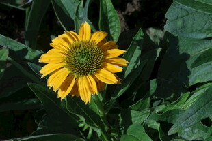松果菊  