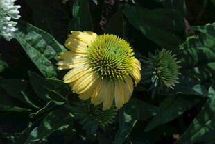 松果菊   