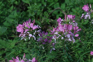 醉蝶花 
