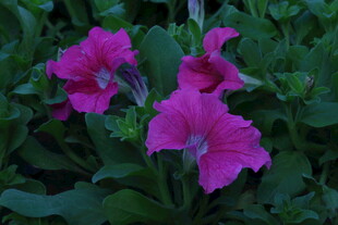 矮牵牛花  