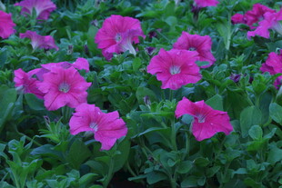 矮牵牛花  