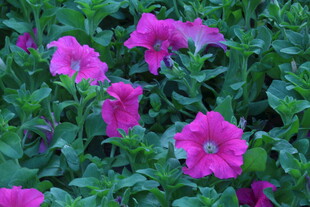 矮牵牛花 