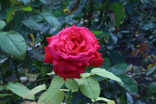 月季花  