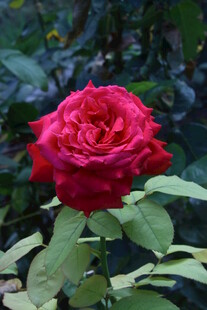 月季花