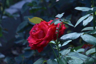 月季花  