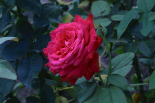 月季花  