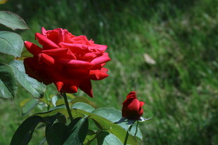 月季花  
