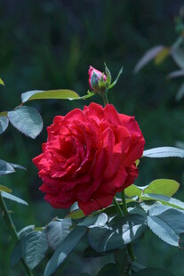 月季花  