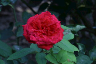 月季花 