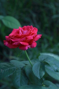 月季花 