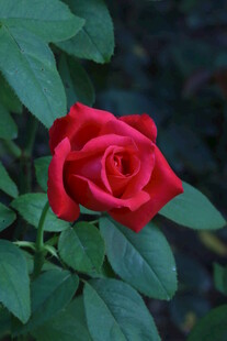 月季花  