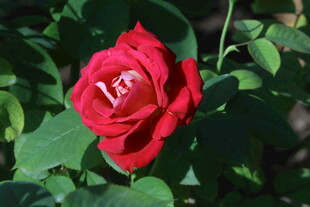 月季花  