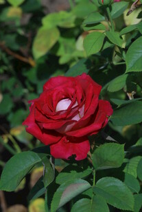 月季花 