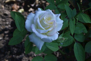 月季花  