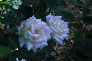 月季花  