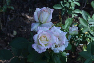 月季花 