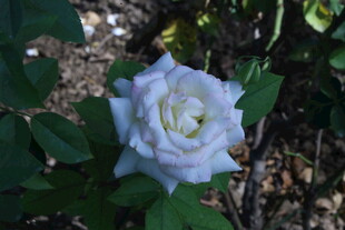 月季花 