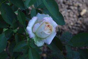 月季花 