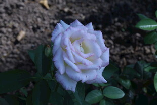 月季花  