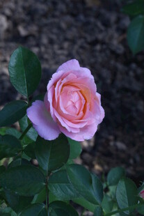 月季花  