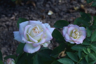月季花  
