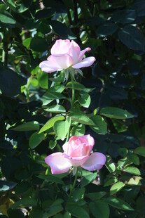 月季花  
