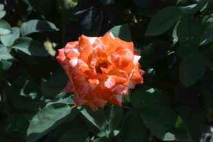 月季花  