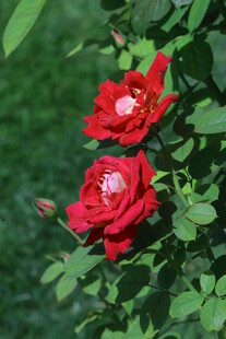 月季花  