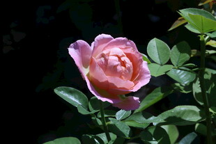 月季花  