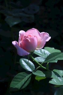 月季花 