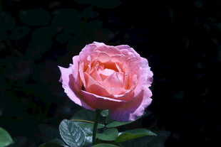 月季花 