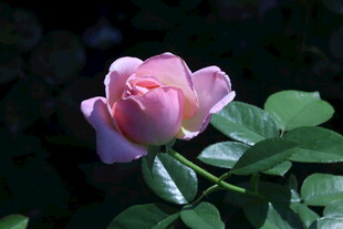 月季花 