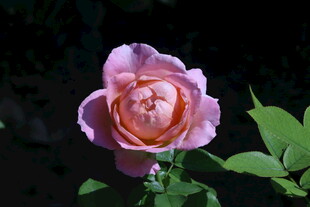 月季花  