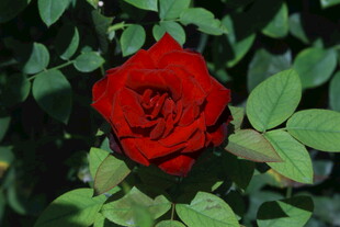 月季花  