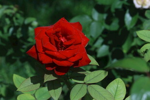 月季花 