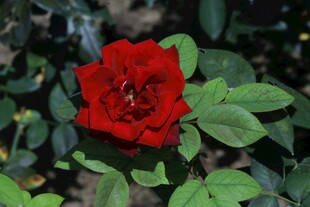 月季花 