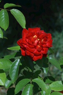 月季花 