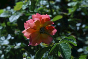 月季花  
