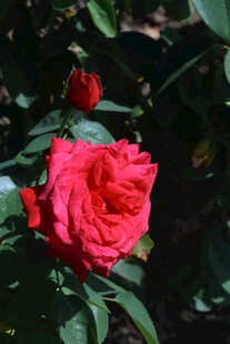月季花  