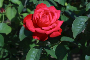 月季花 