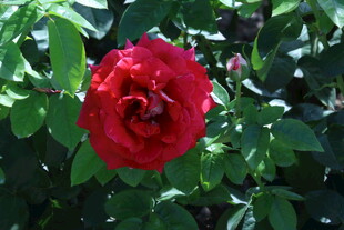 月季花 