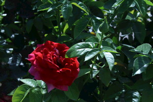 月季花 